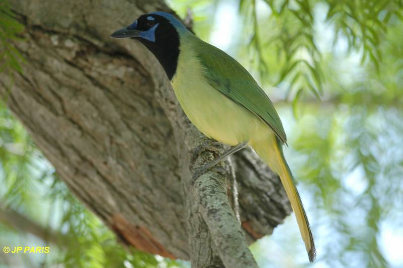 Cyanocorax yncas